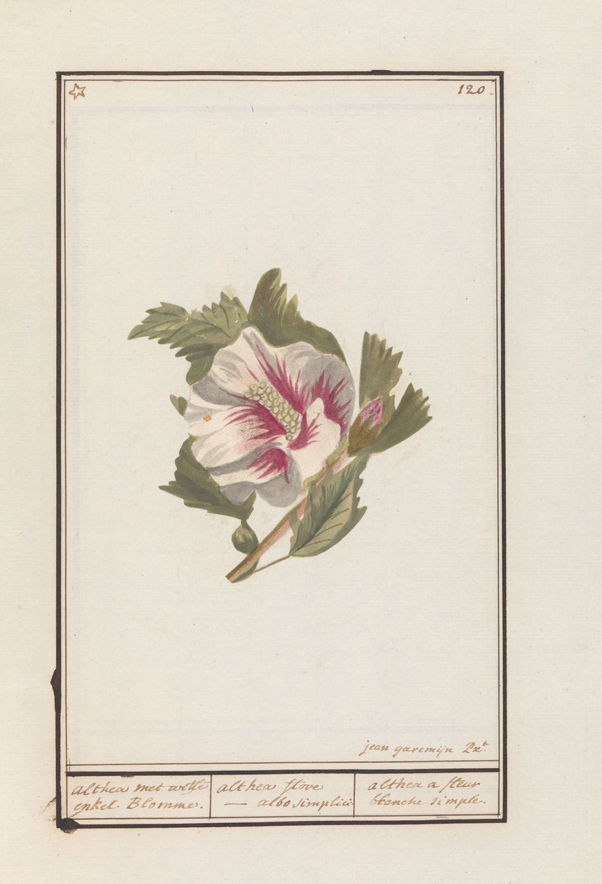 Hibiscus (Hibiscus syriacus)
Althea conheceu witte enkel Blomme. / althea flore - albo simplici. / althea a fleur blanche simple (título sobre o objecto) de Jan Anton Garemyn