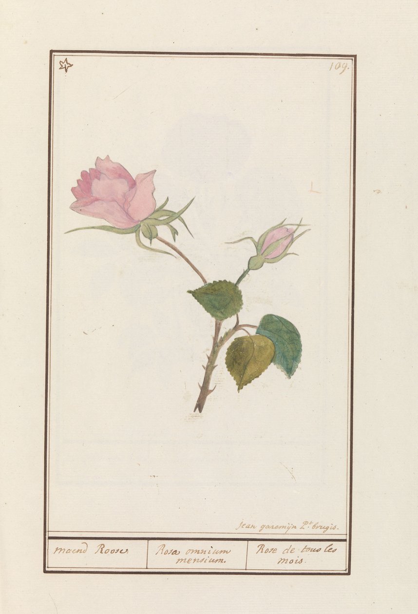 Roos (Rosa) maend Roose / Rose of all months / Rose de tous les mois (título no objeto) de Jan Anton Garemyn
