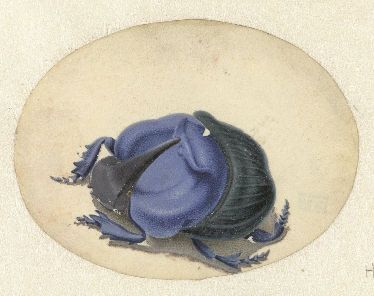 besouro azul Animais (título da série) de Jan Augustin van der Goes