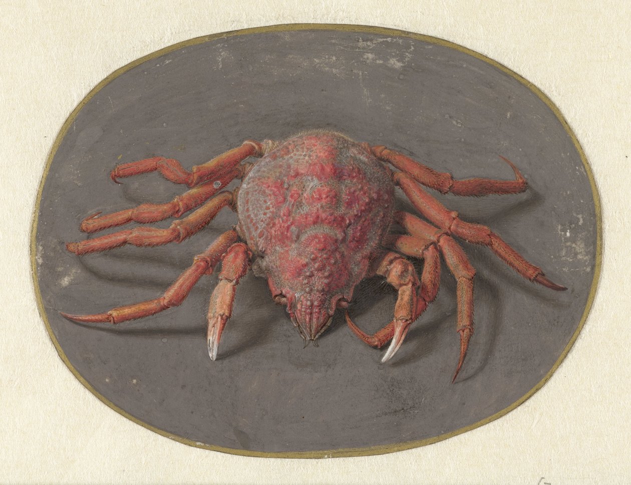Krab
Dieren (título da série) de Jan Augustin van der Goes