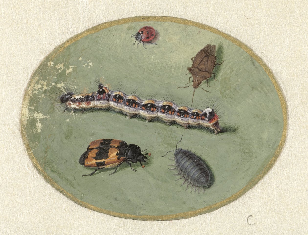 Joaninha, lagarta, lagarta e dois escaravelhos
Animais (título da série) de Jan Augustin van der Goes