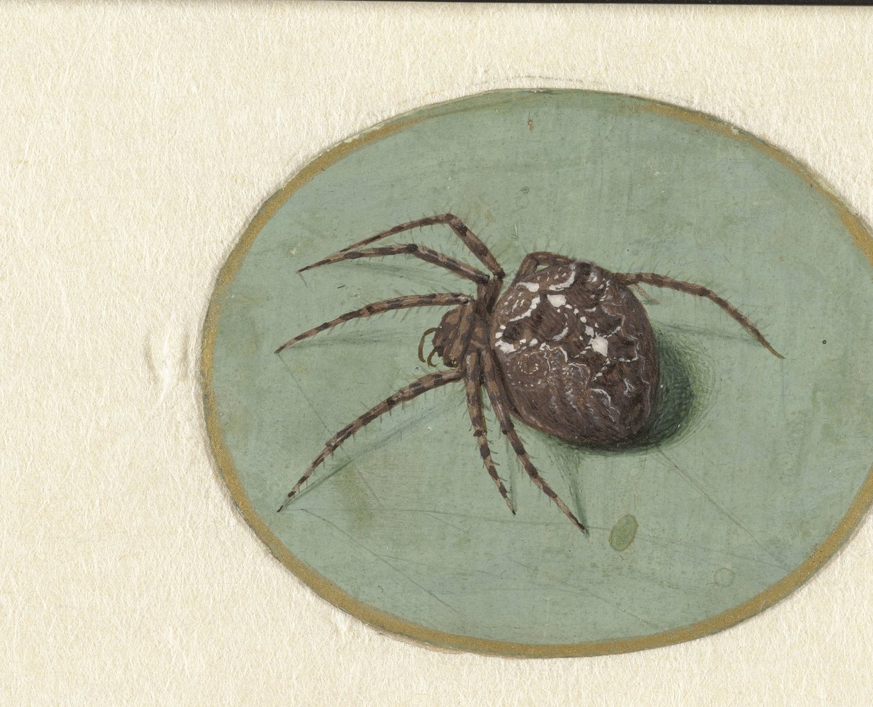 Aranha de Jan Augustin van der Goes