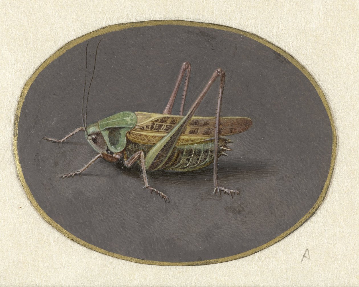 gafanhoto Animais (título da série) de Jan Augustin van der Goes