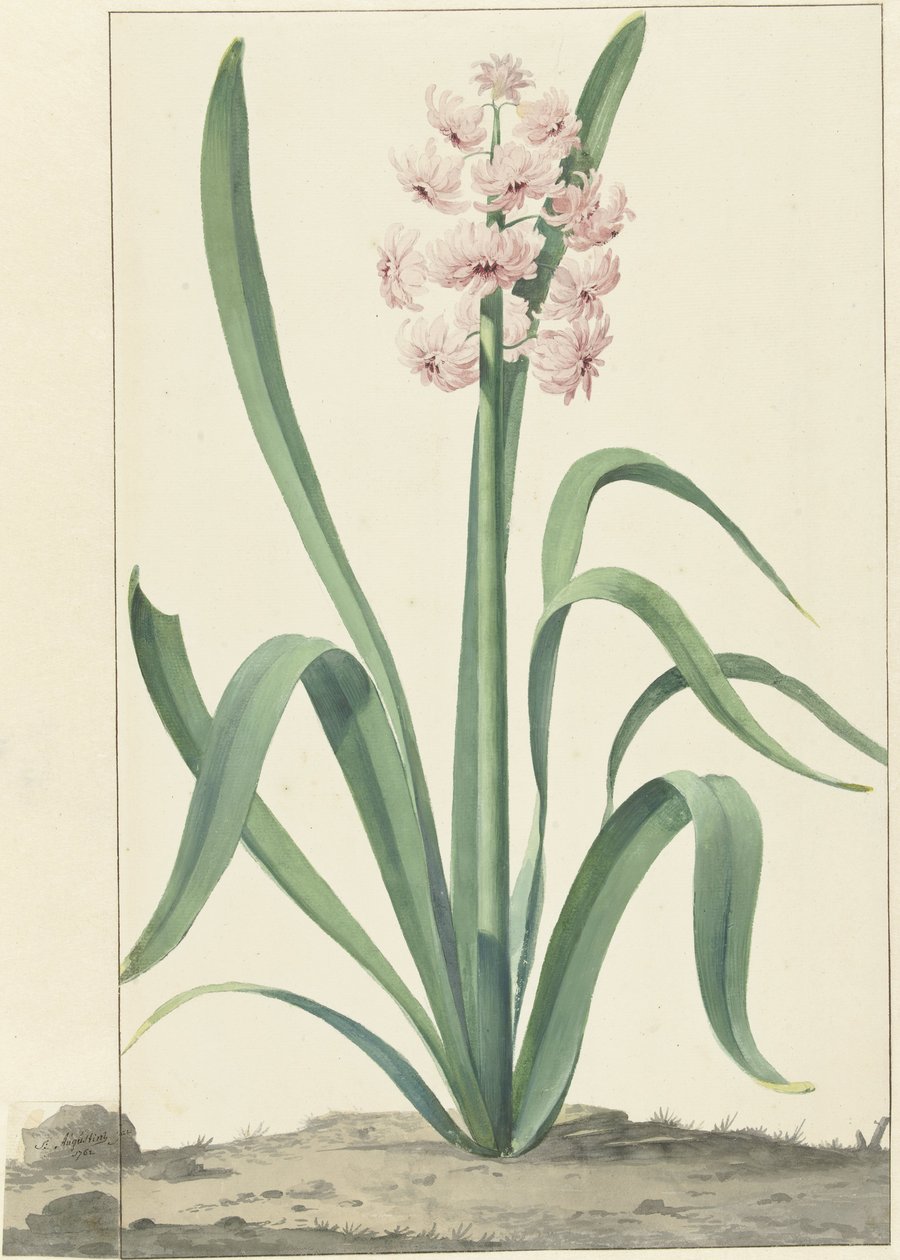 O Rei dos Vermelhos vem da rosa de Jan Augustini