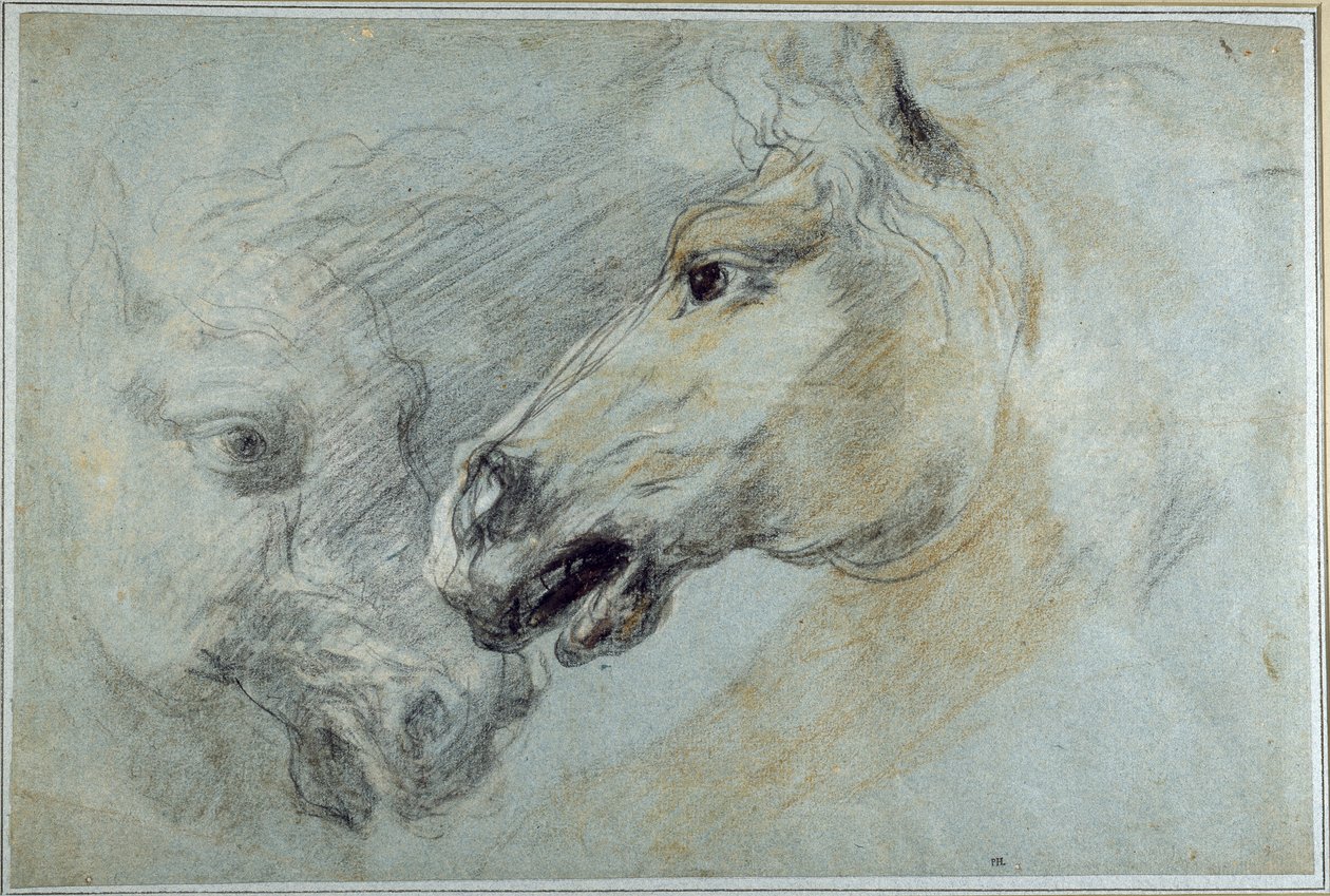 Dois estudos da cabeça de um cavalo (gizes pretos, brancos e castanhos sobre papel azul) de Jan Boeckhorst
