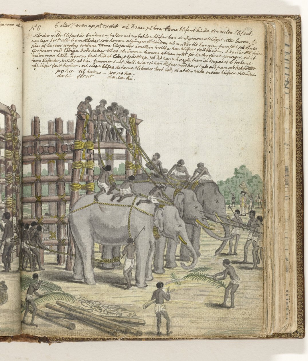 Um Elefante Amarrado sendo conduzido da Última Seção da armadilha, o Curral da Prisão de Jan Brandes