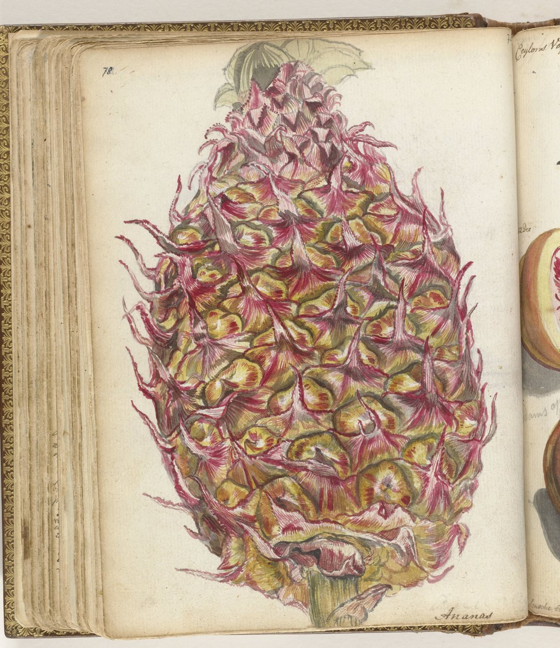 Abacaxi de Jan Brandes