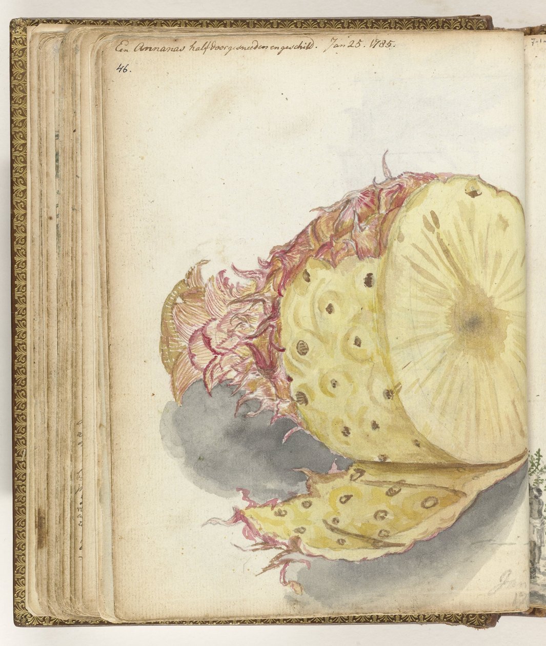 Abacaxi de Jan Brandes