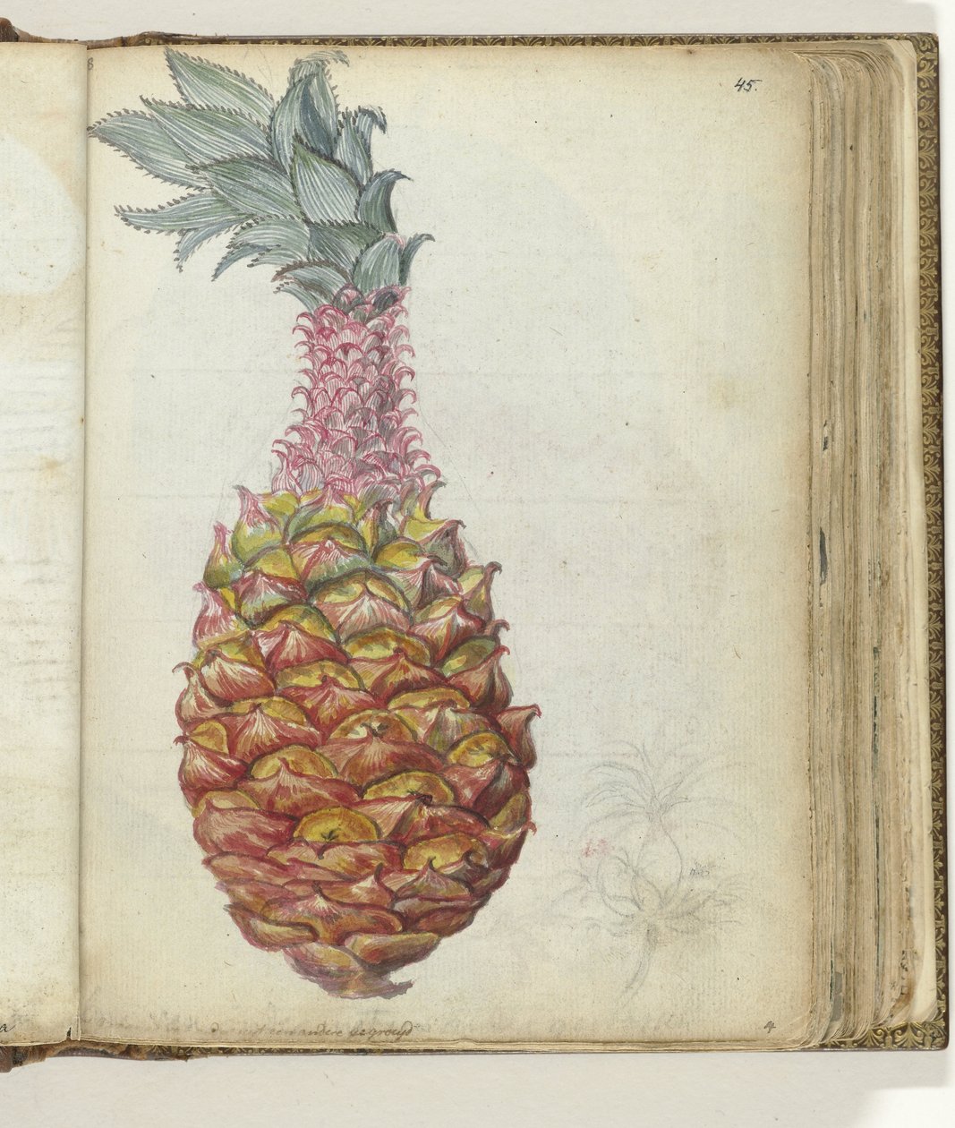 Abacaxi de Jan Brandes