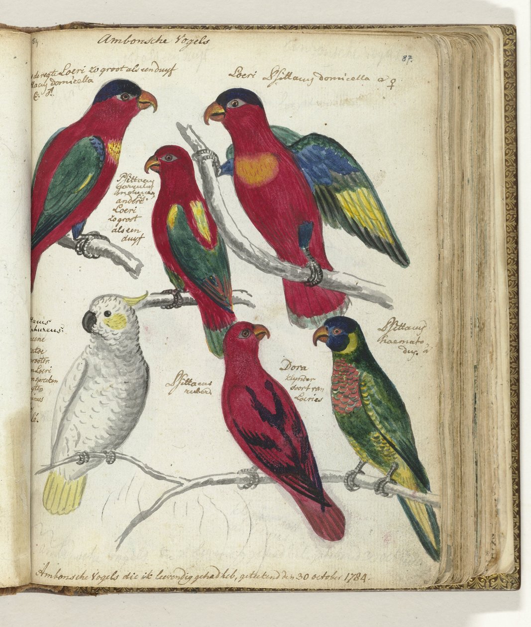 Pássaros de Ambon de Jan Brandes