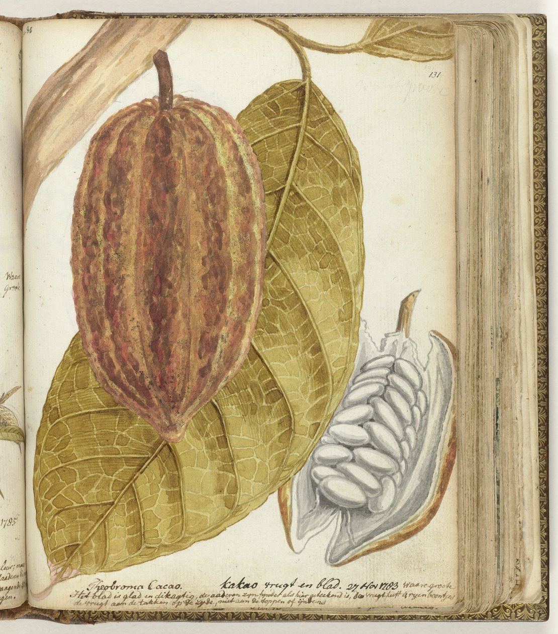 Cacao de Jan Brandes