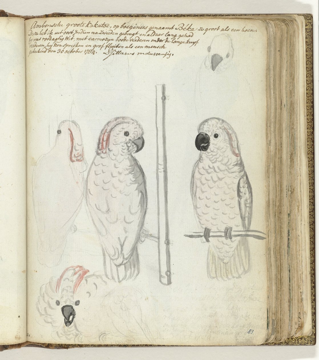 Cacatua de Ambon de Jan Brandes