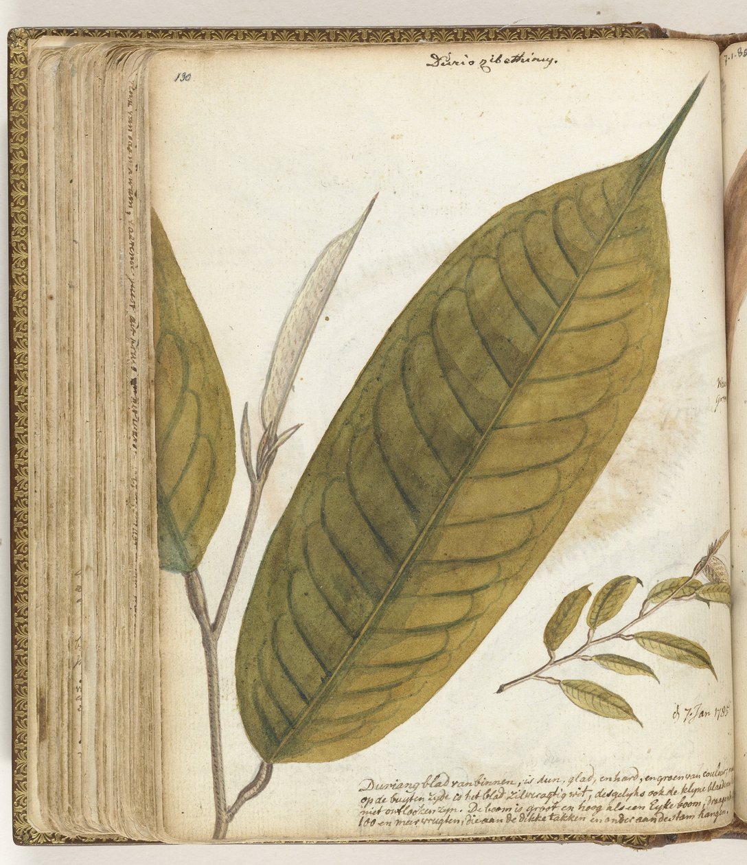 Durianblad de Jan Brandes