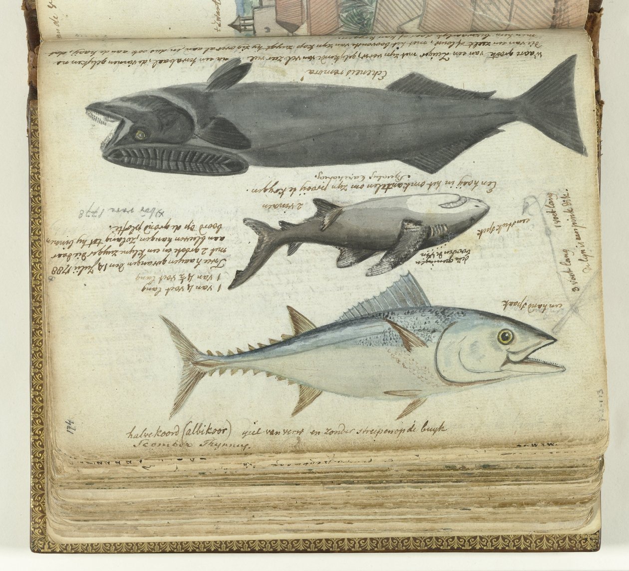 Um atum, um tubarão e uma remora de Jan Brandes