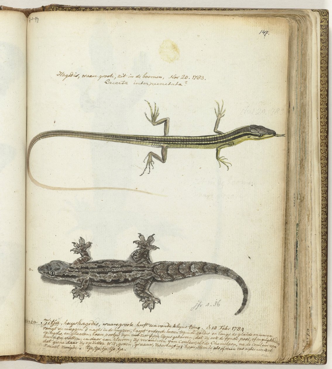 Lagarto e tjitjak de Jan Brandes