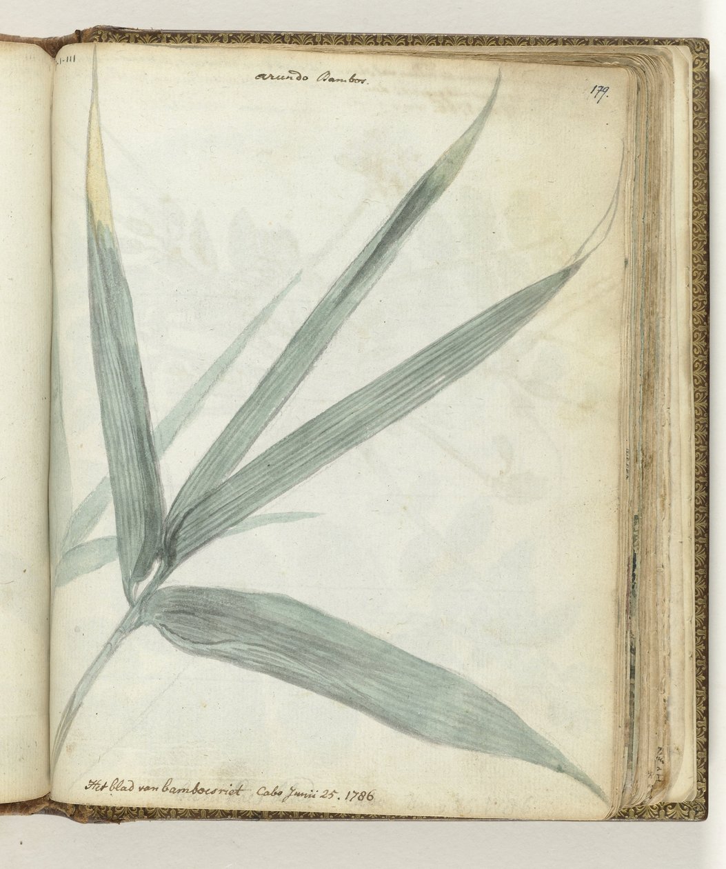 A folha de cana de bambu de Jan Brandes