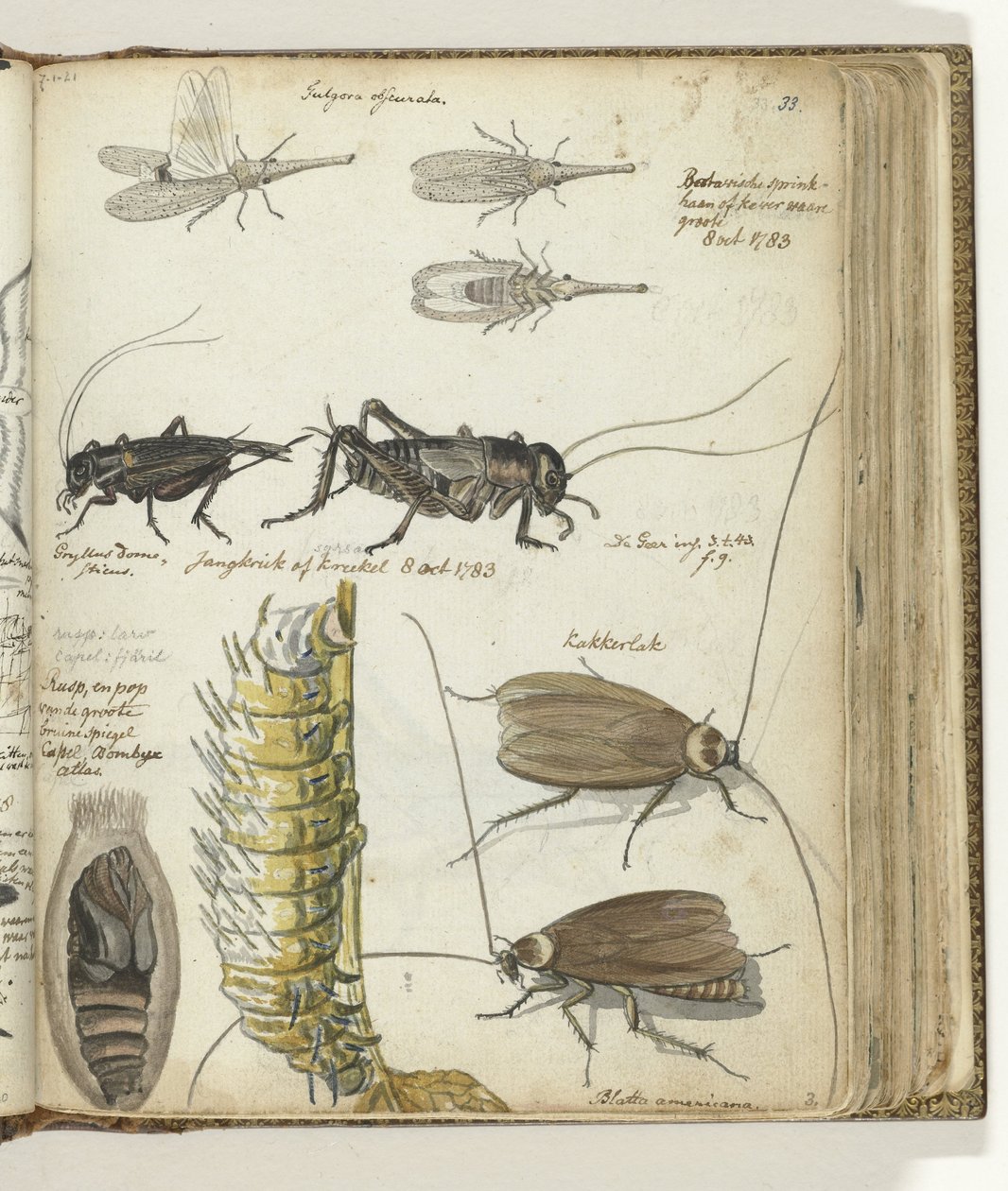 Insectos de Jan Brandes