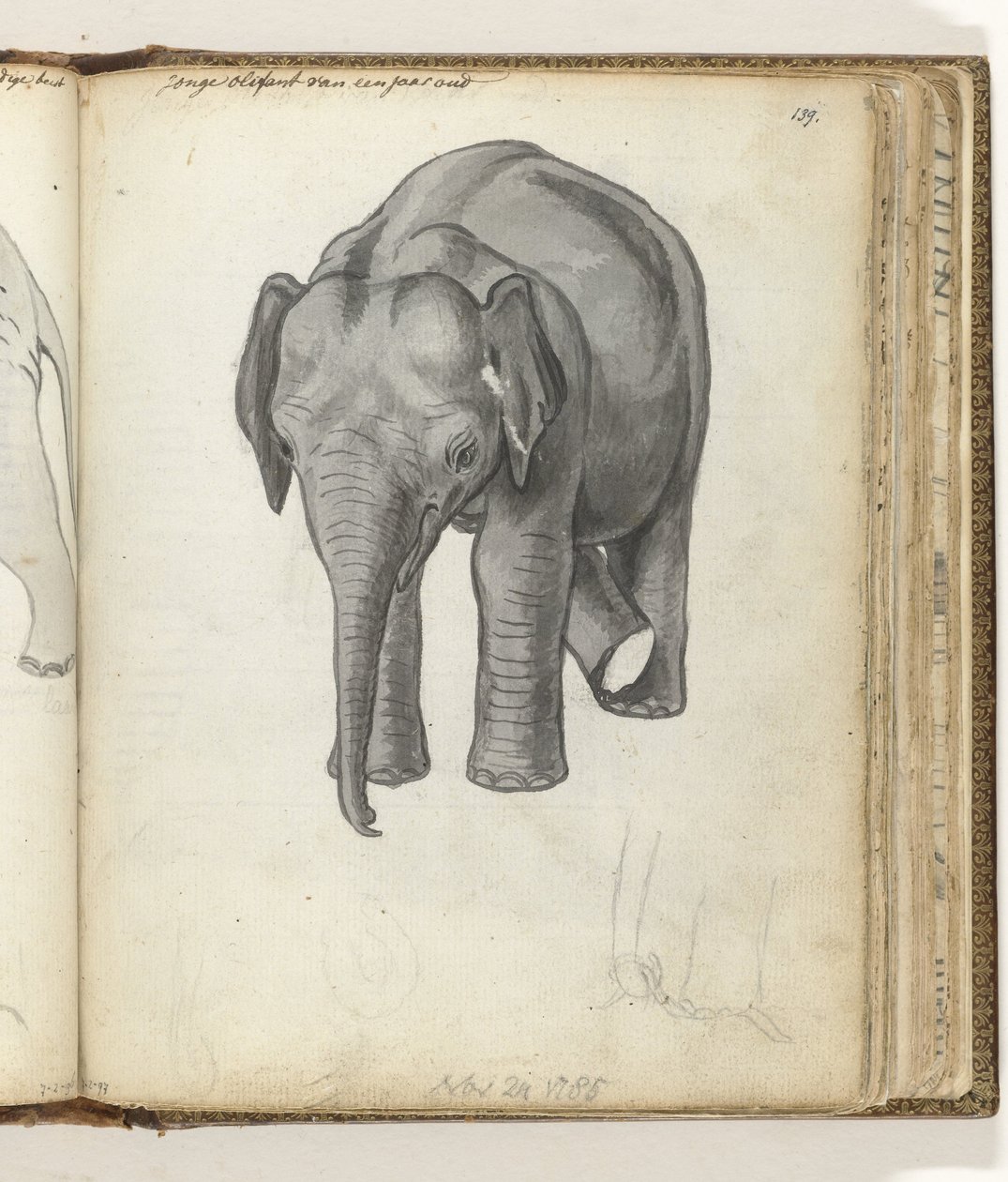 jovem elefante de Jan Brandes