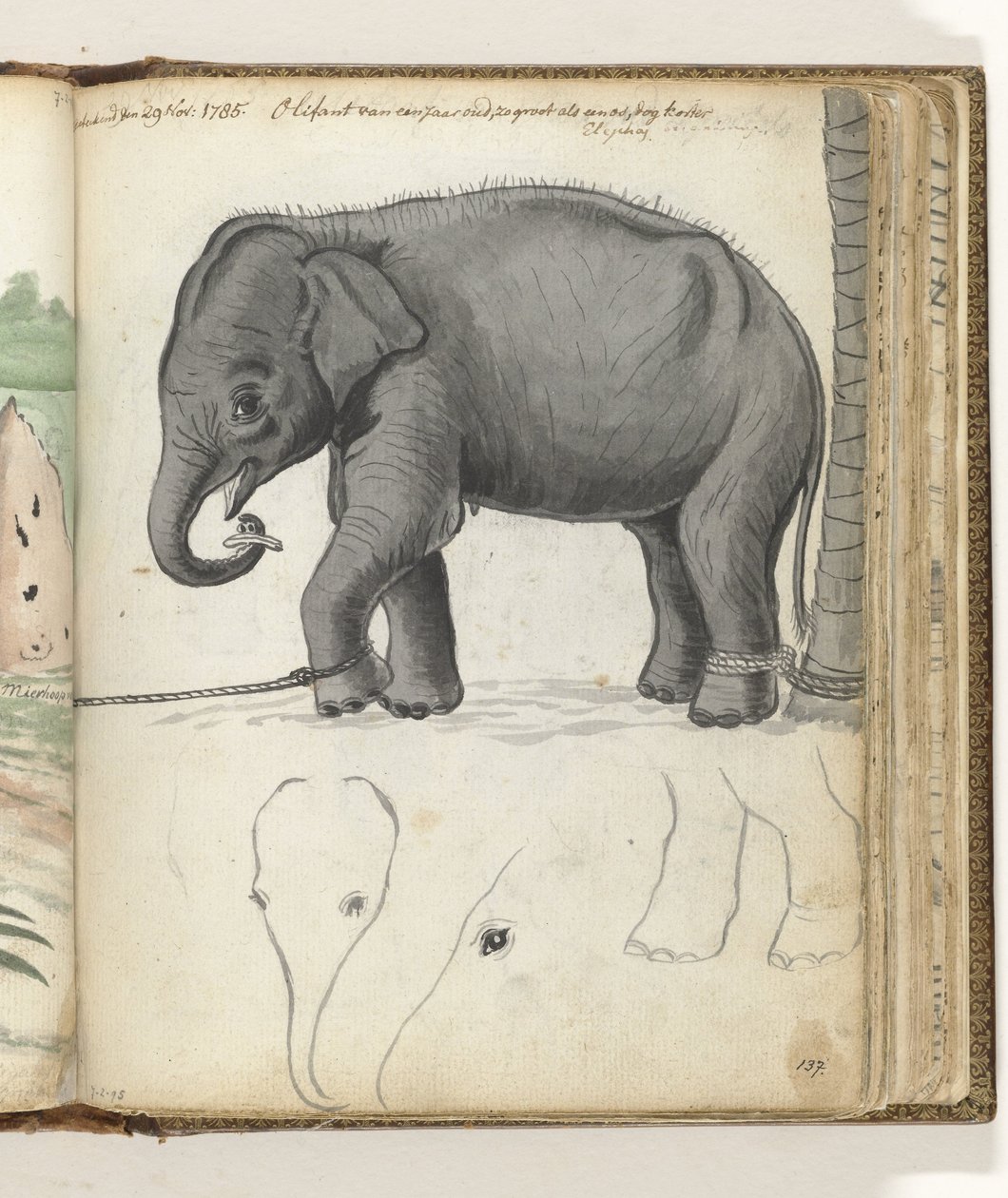 Elefante jovem em uma árvore de Jan Brandes