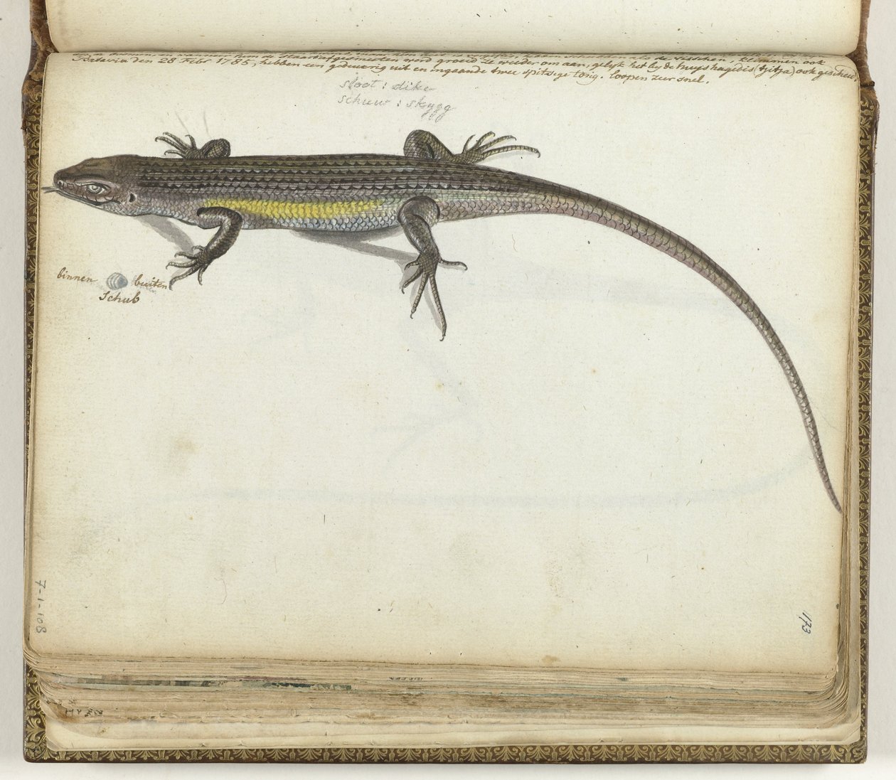 Lagarto terrestre e aquático de Jan Brandes