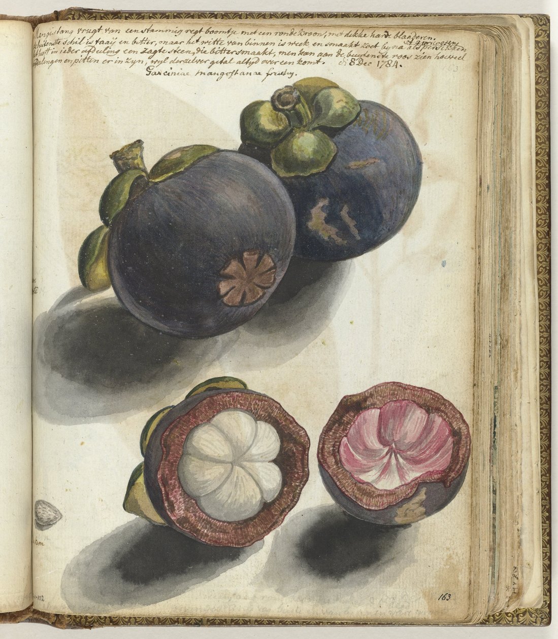 Mangostão de Jan Brandes