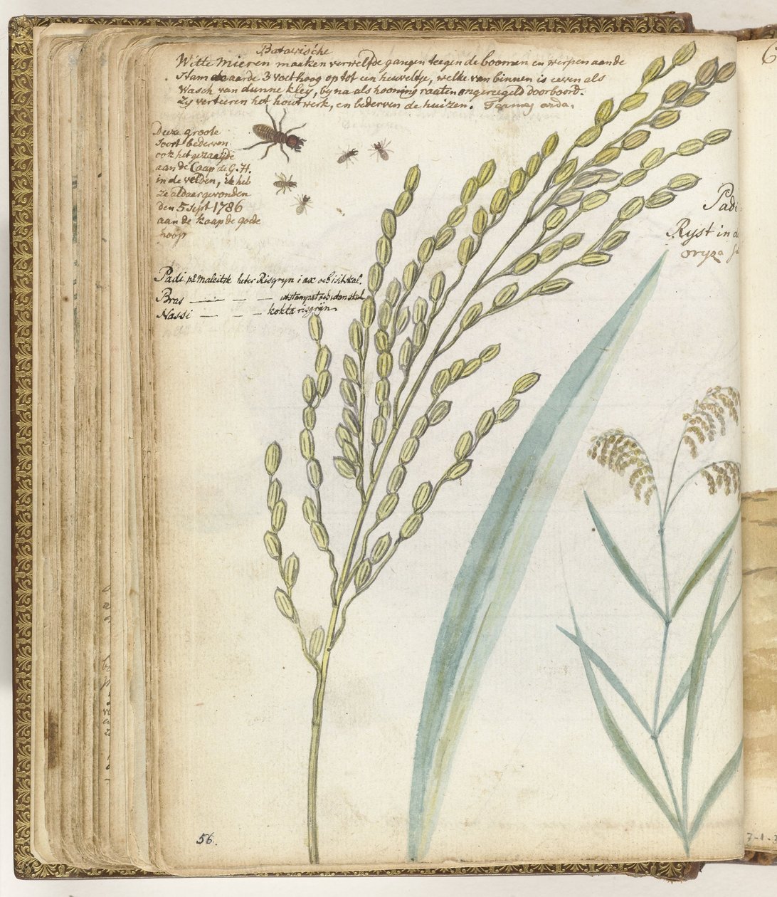 Formigas e arroz de Jan Brandes