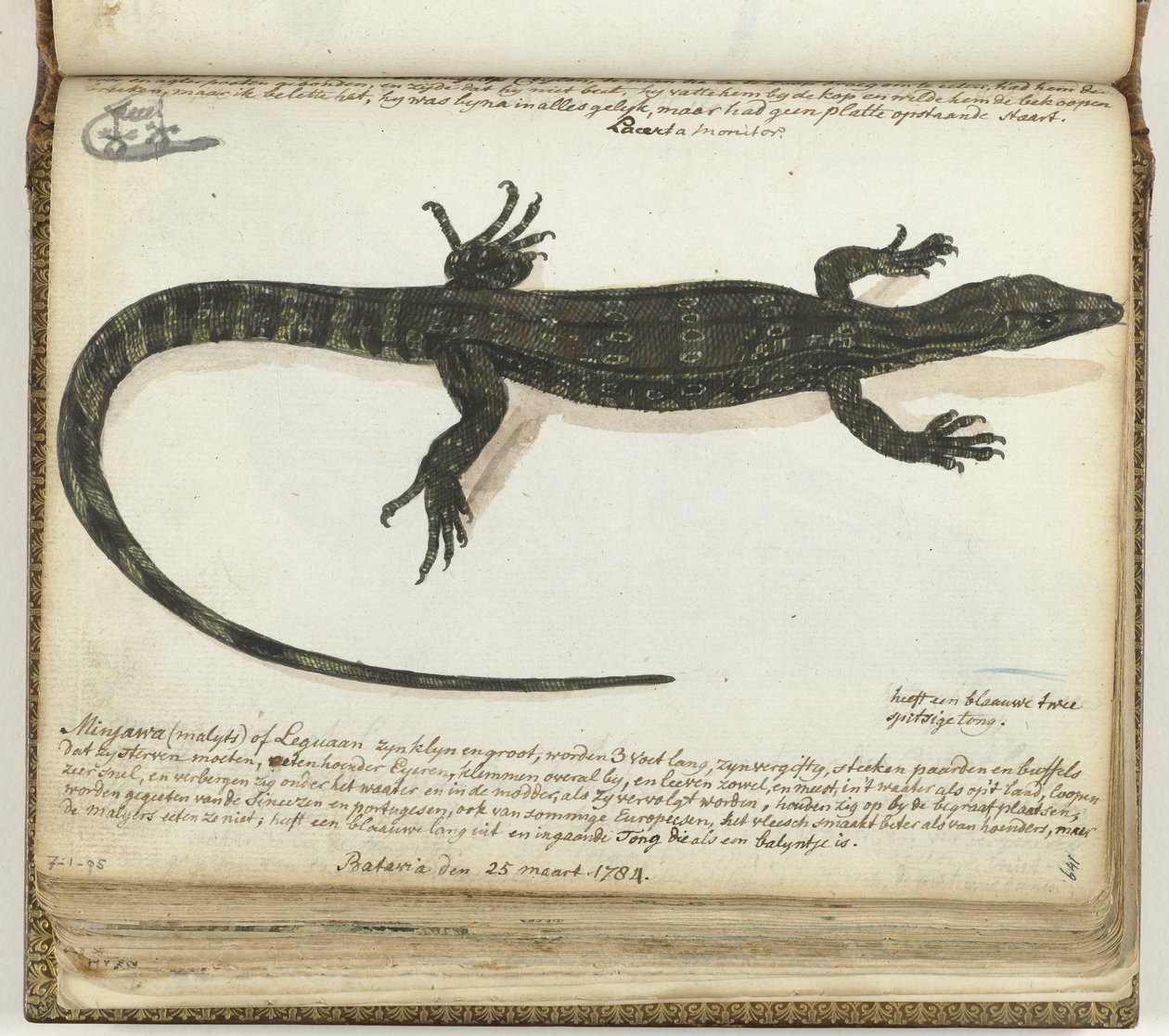 Minjawa de Léguaan de Jan Brandes