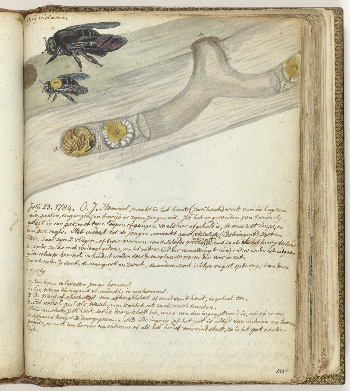 Abelha das Índias Orientais de Jan Brandes