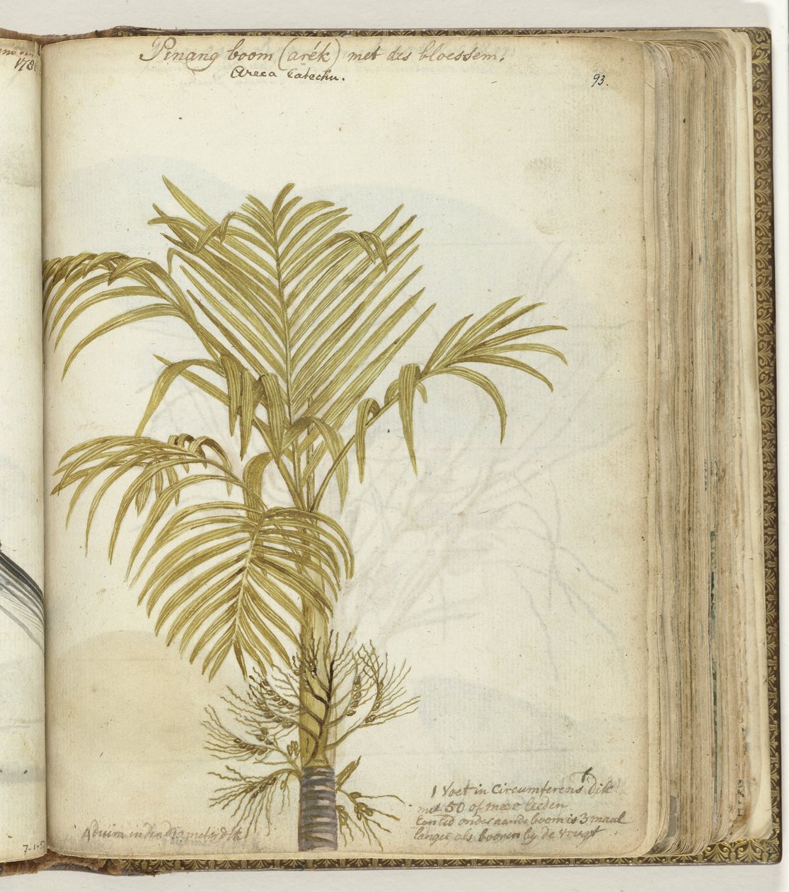 Pinangboom de Jan Brandes