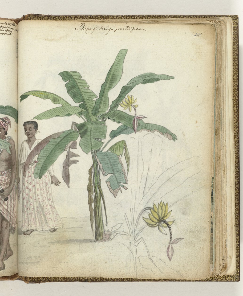 Pisang árvore de Jan Brandes