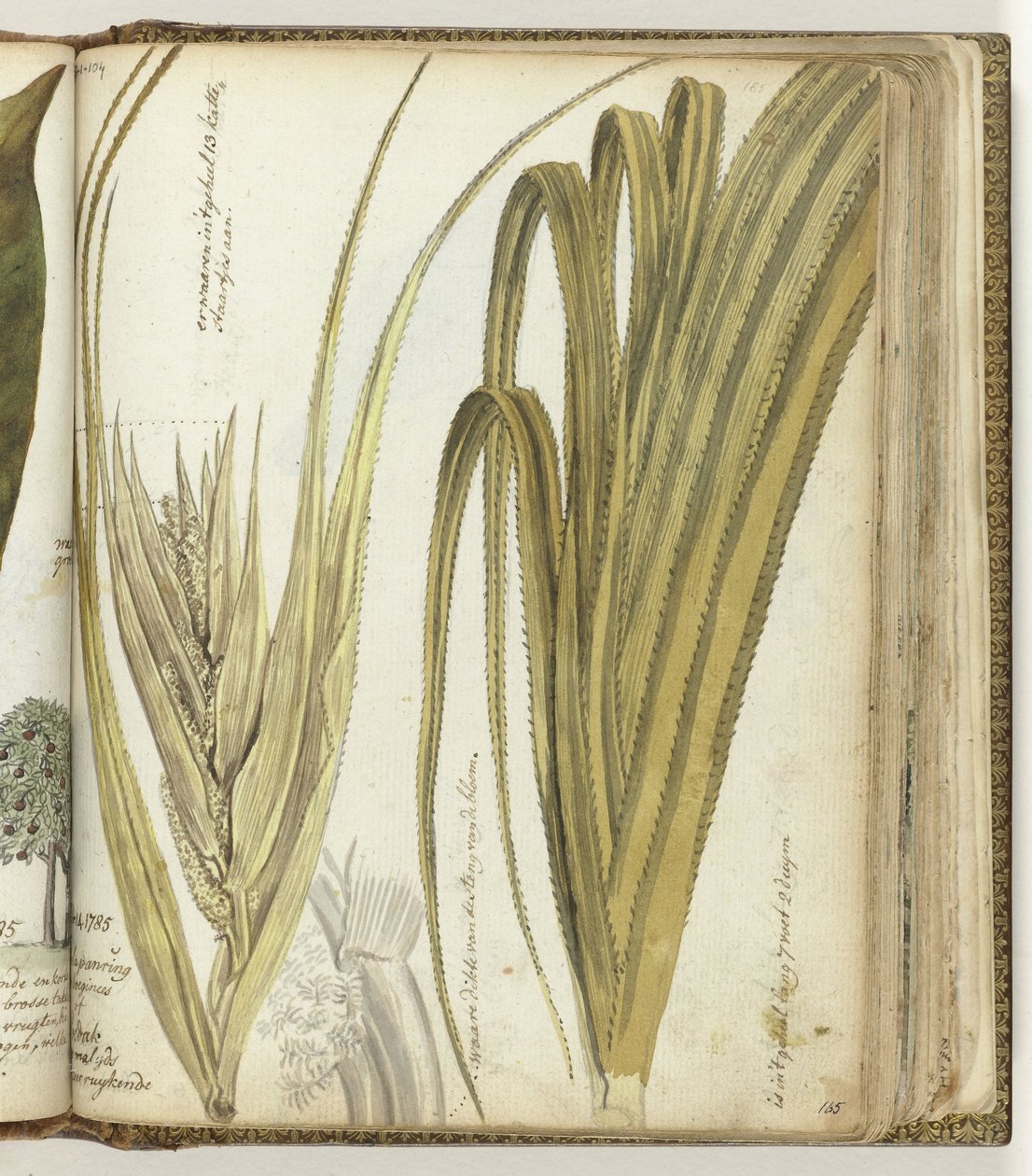 Poedak, flor das Índias Orientais de Jan Brandes