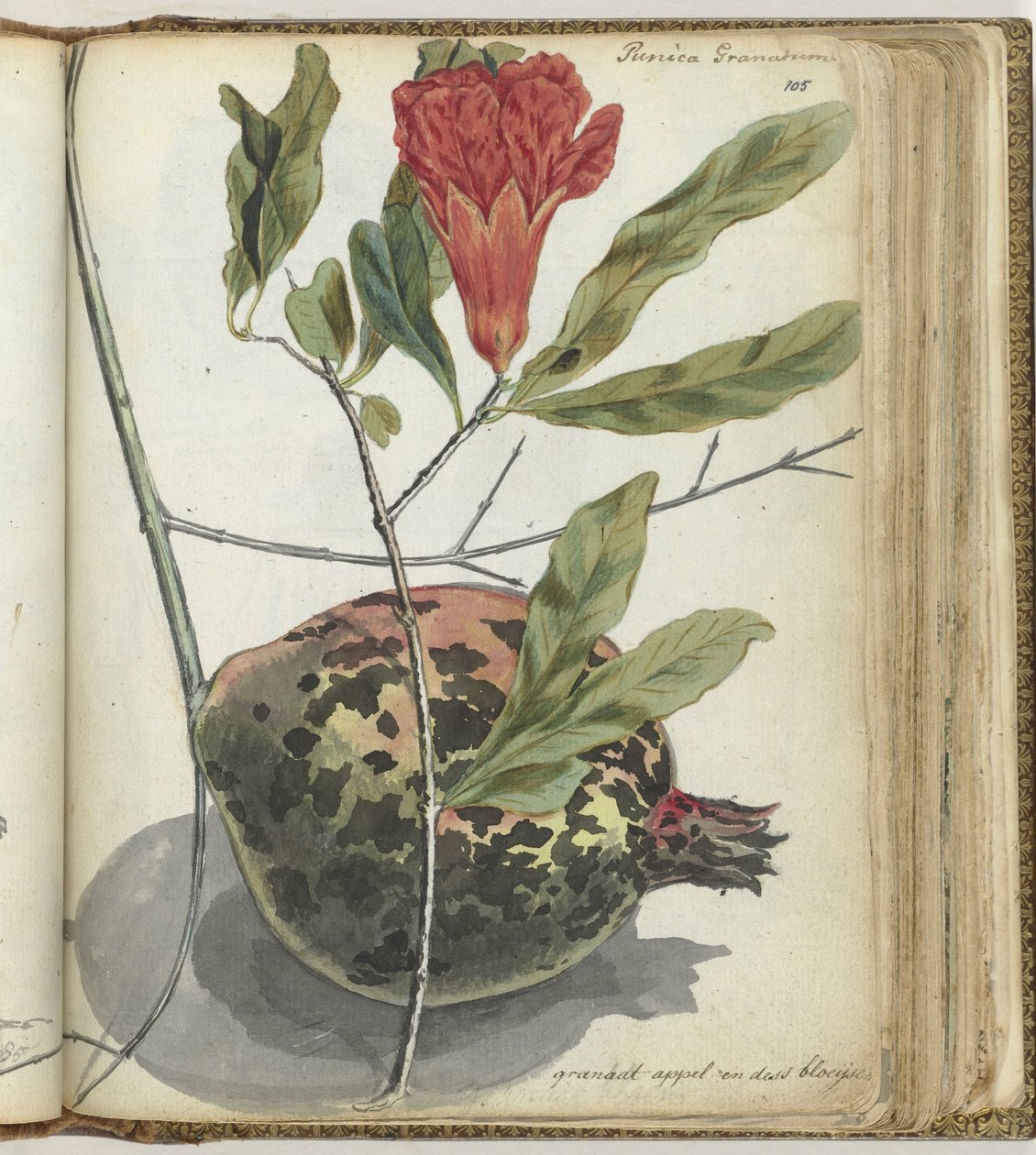 Romã de Jan Brandes