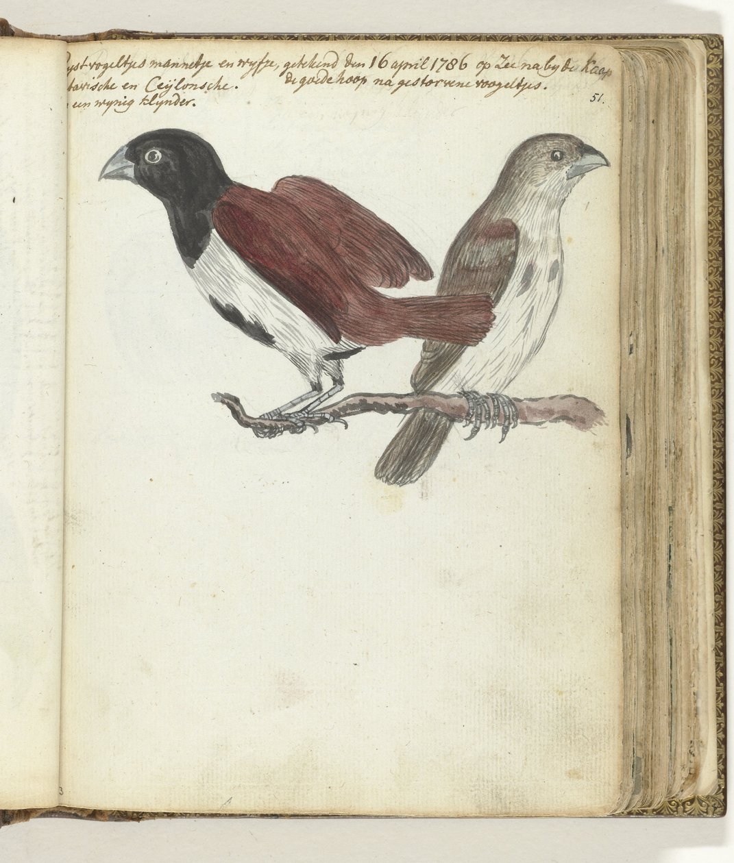 aves de arroz de Jan Brandes