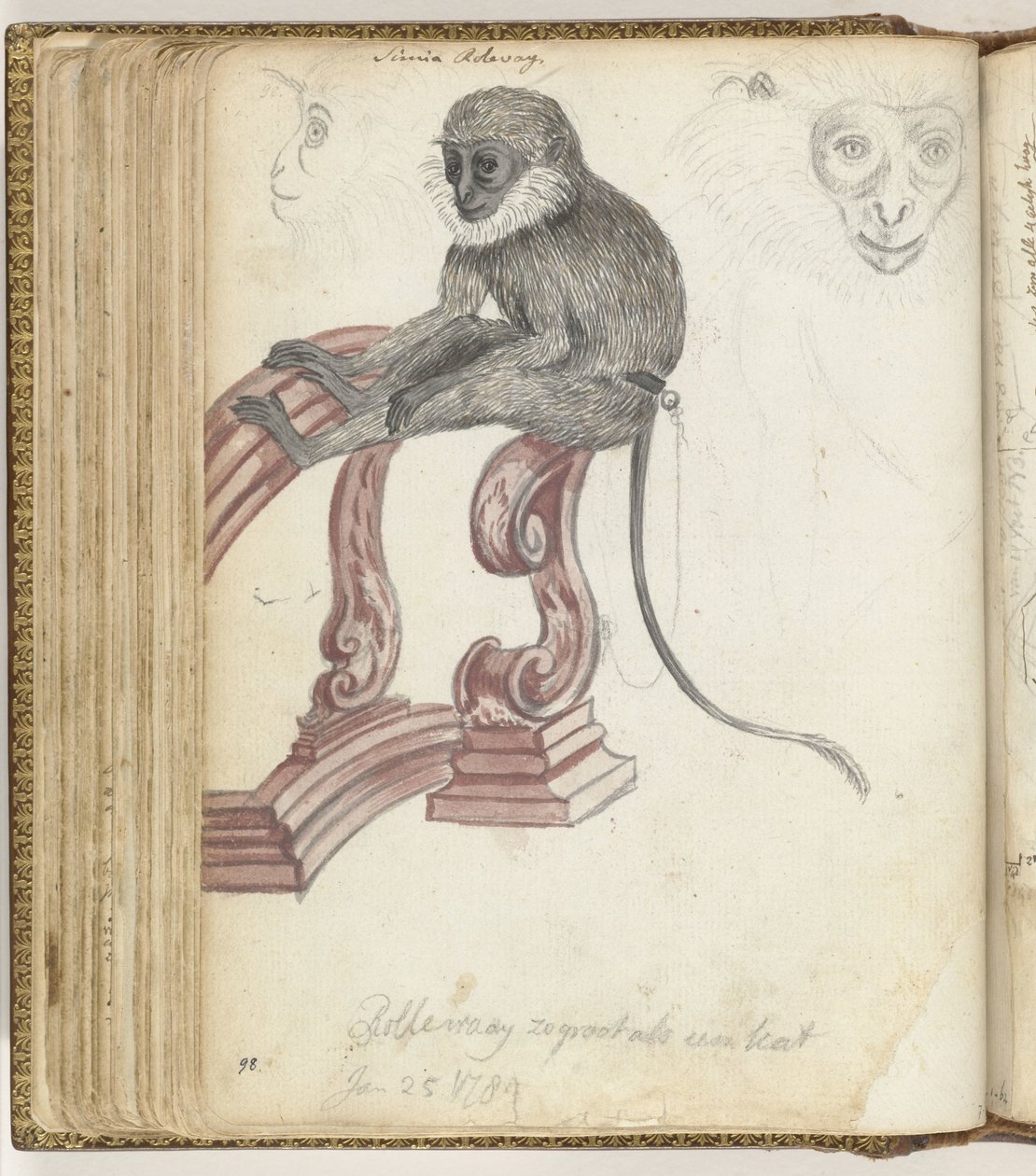 Macaco de Rolleway de Jan Brandes