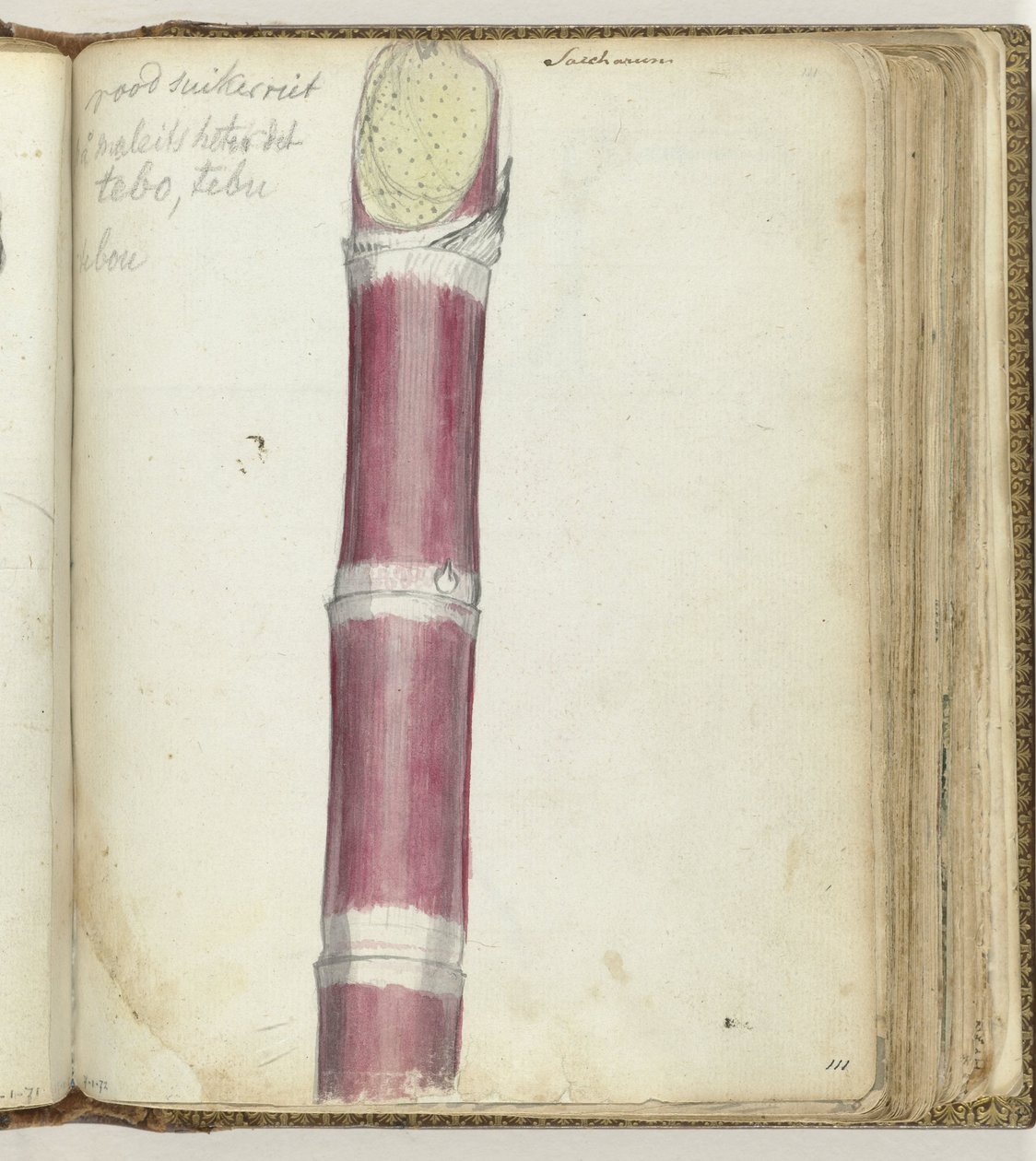 Cana de açúcar vermelha de Jan Brandes