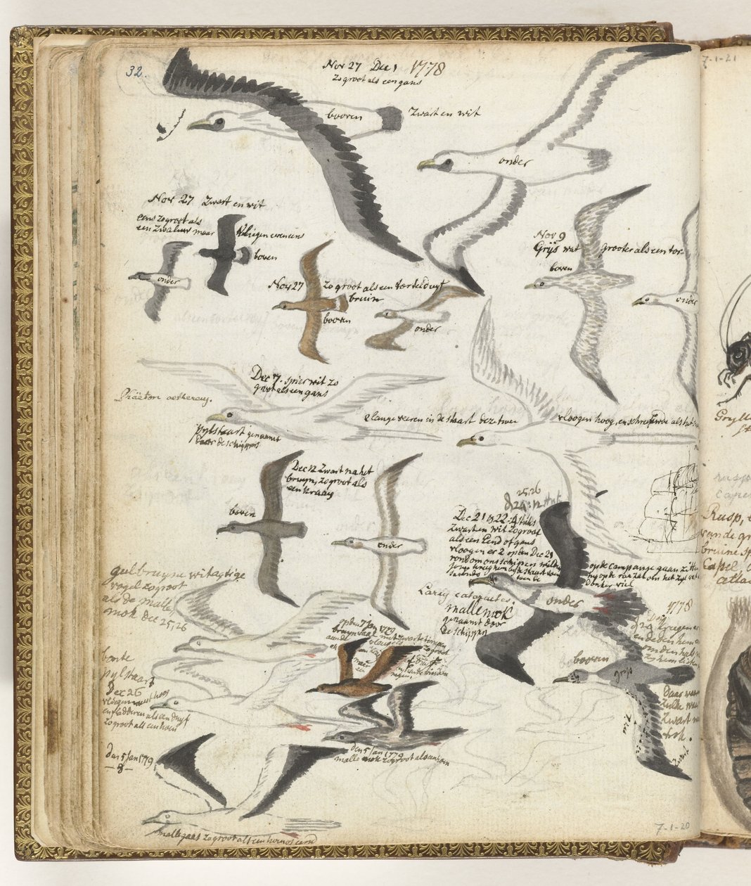 Aves marinhas de Jan Brandes