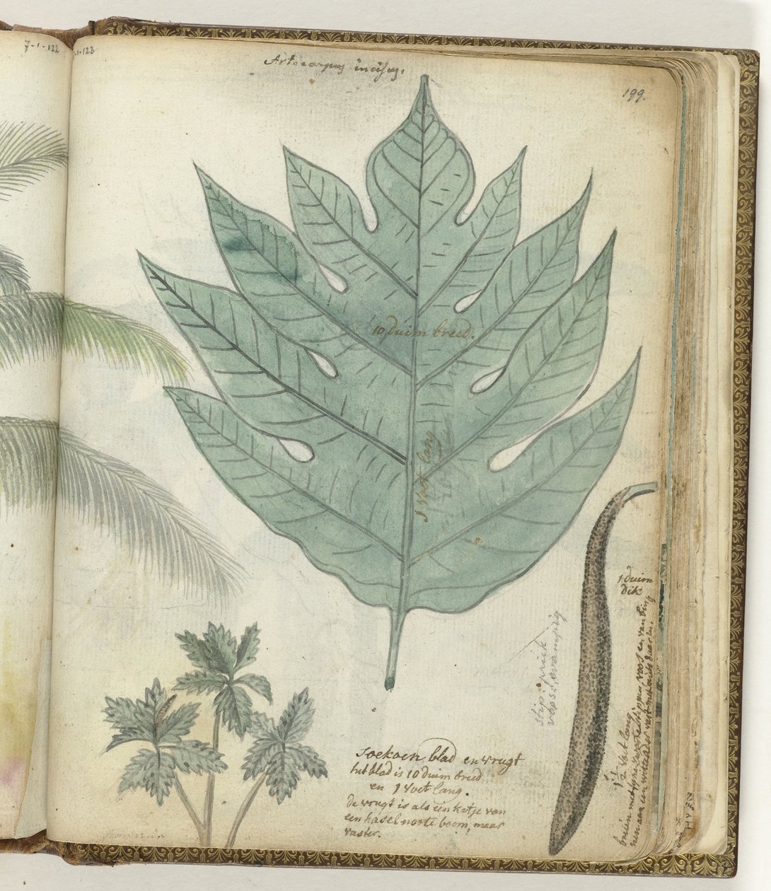 Folha de abobrinha e fruta de Jan Brandes