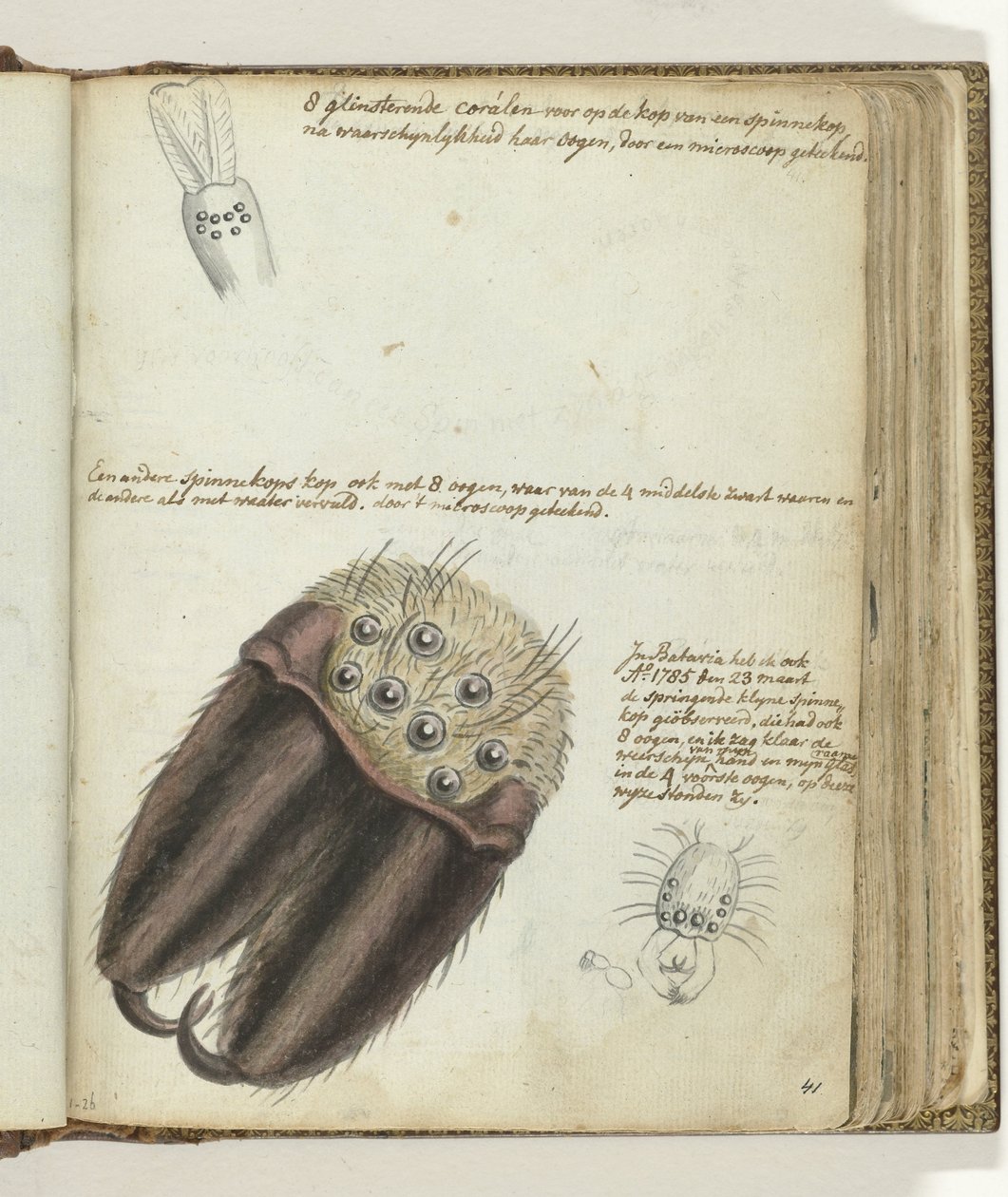 cabeças de aranha de Jan Brandes