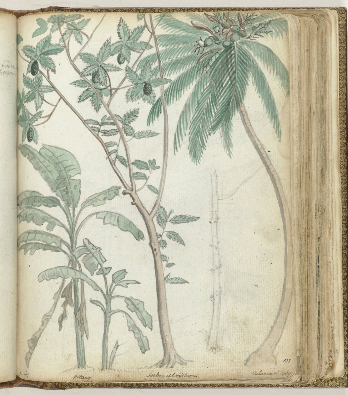 Árvores tropicais de Jan Brandes