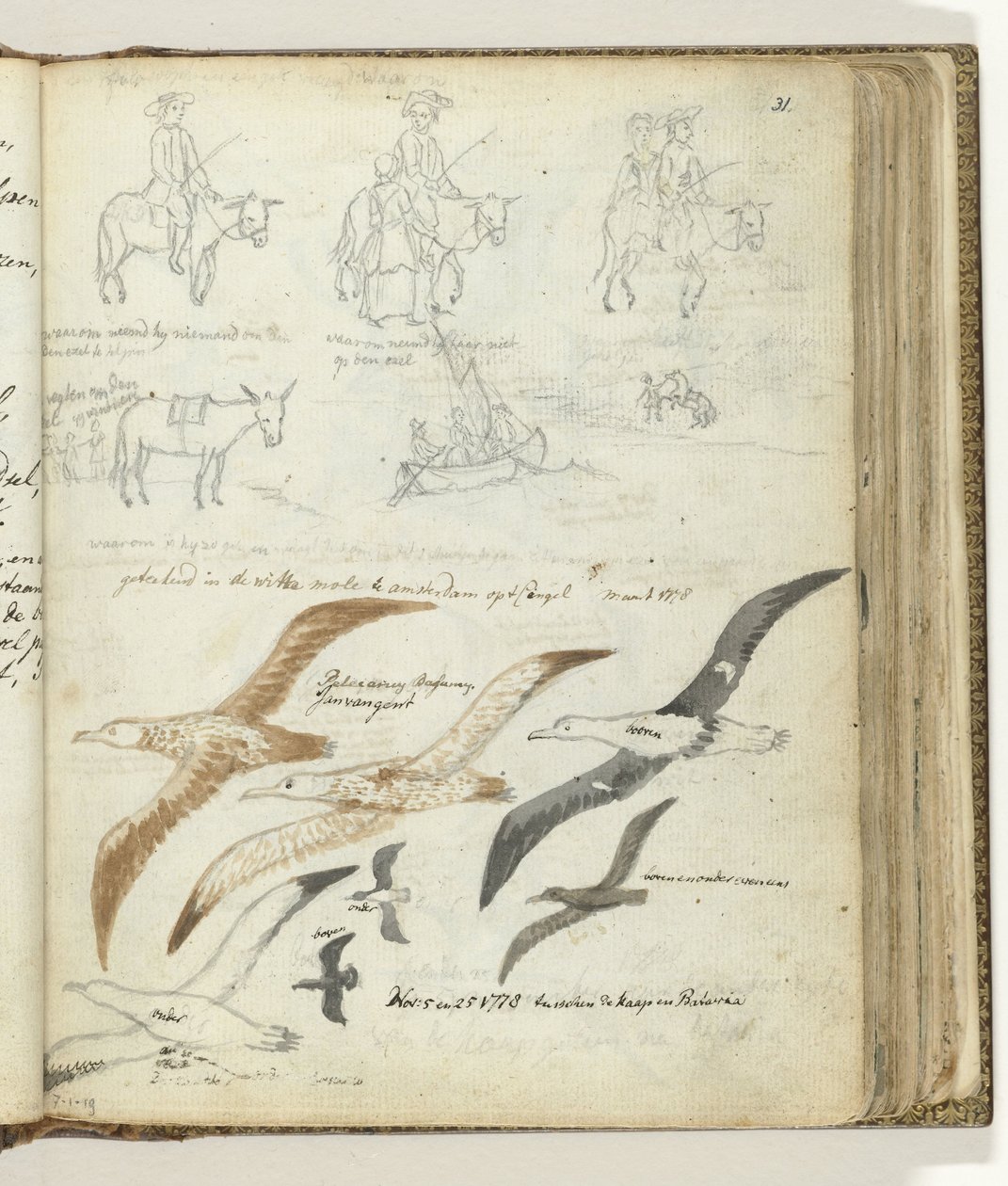 História sobre o homem e o burro. aves marinhas de Jan Brandes