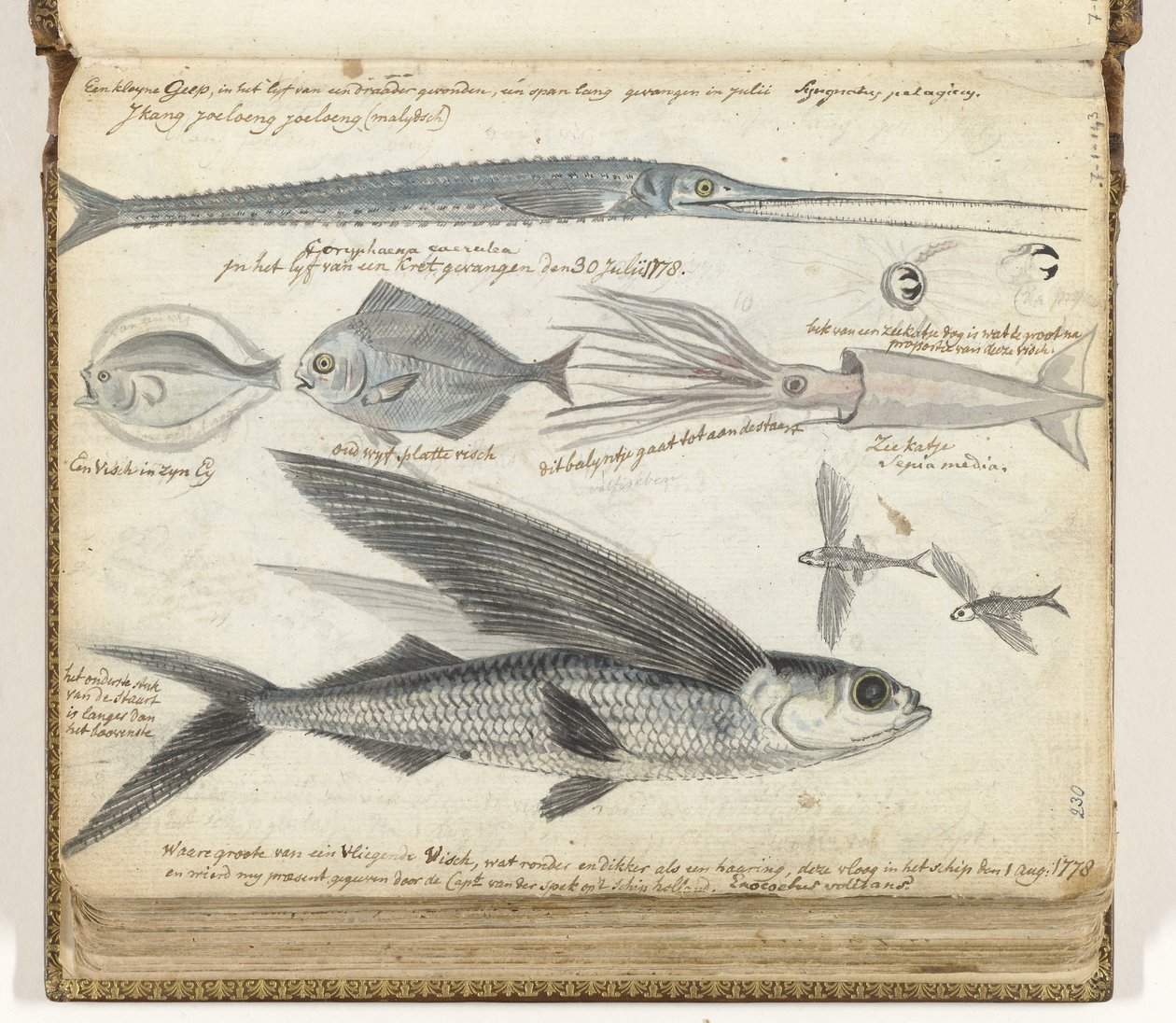 pesca no mar de Jan Brandes