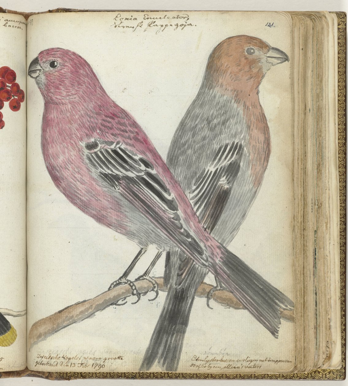 aves suecas de Jan Brandes