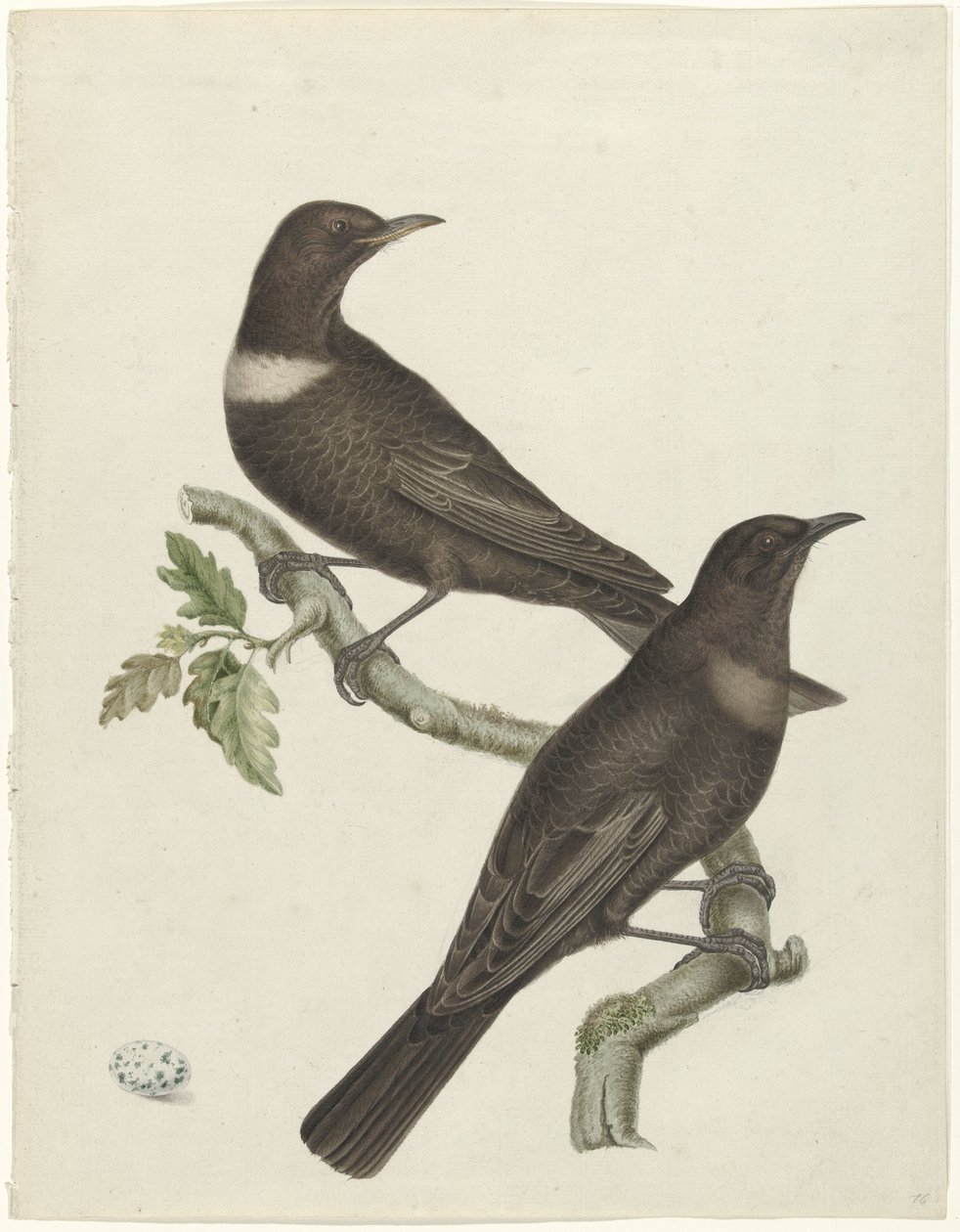 Dois tordos (Purdus torquatus) com um ovo de Jan Christiaan Sepp (possibly)