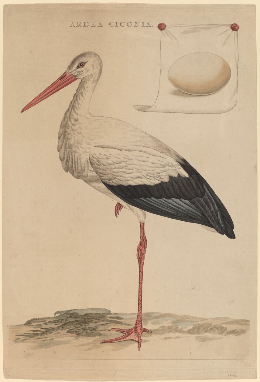 A cegonha branca de Jan Christiaan Sepp
