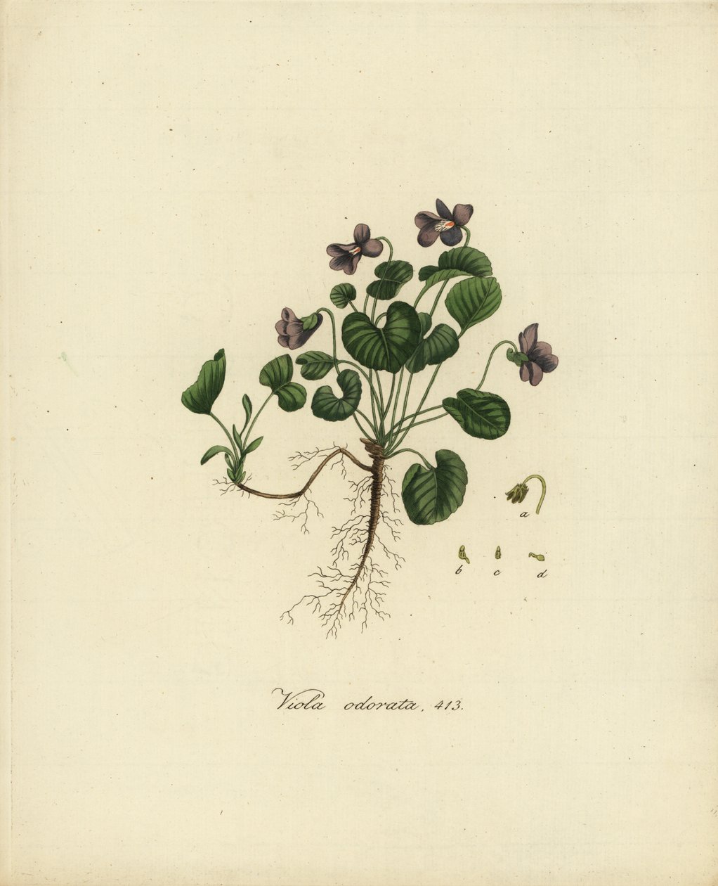 Violeta doce ou violeta inglesa, Viola odorata de Jan Christiaen Sepp