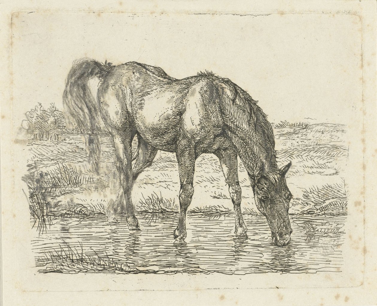 Cavalo bebendo de Jan Dasveldt
