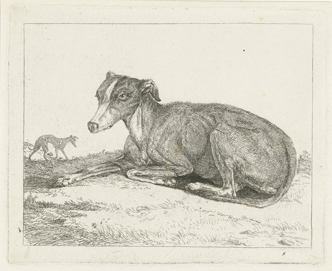 Greyhounds de Jan Dasveldt