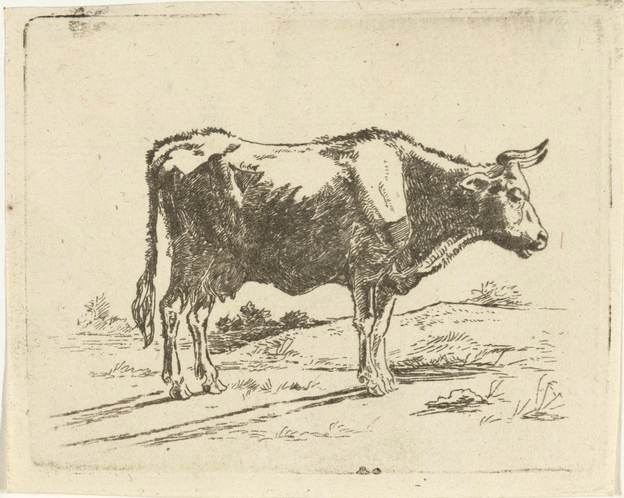 vaca em pé de Jan Dasveldt