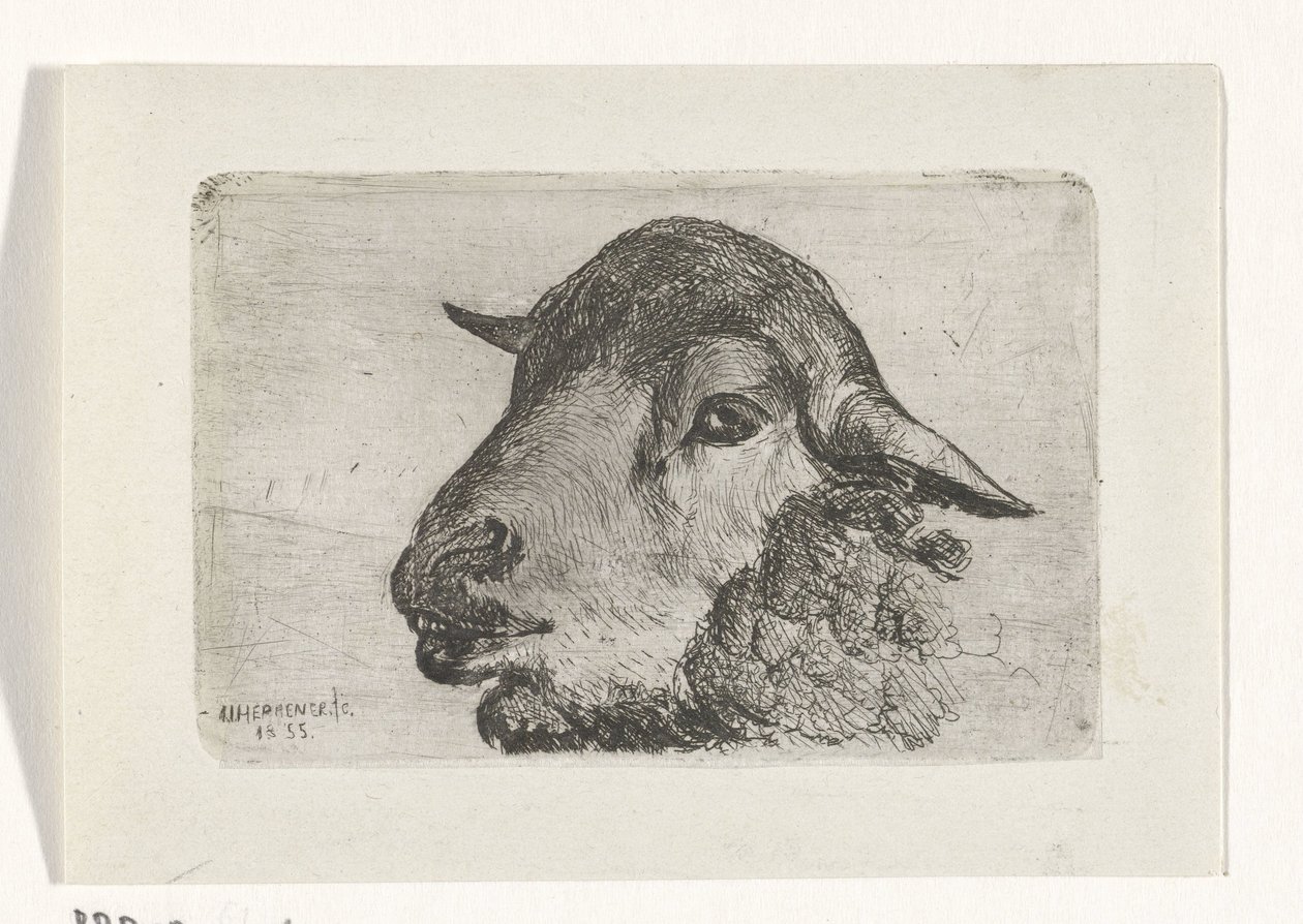 Sheepshead de Jan Heppener