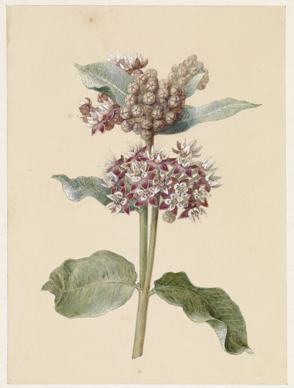 Espécies de Asclepias floridas de Jan Jacob Goteling Vinnis